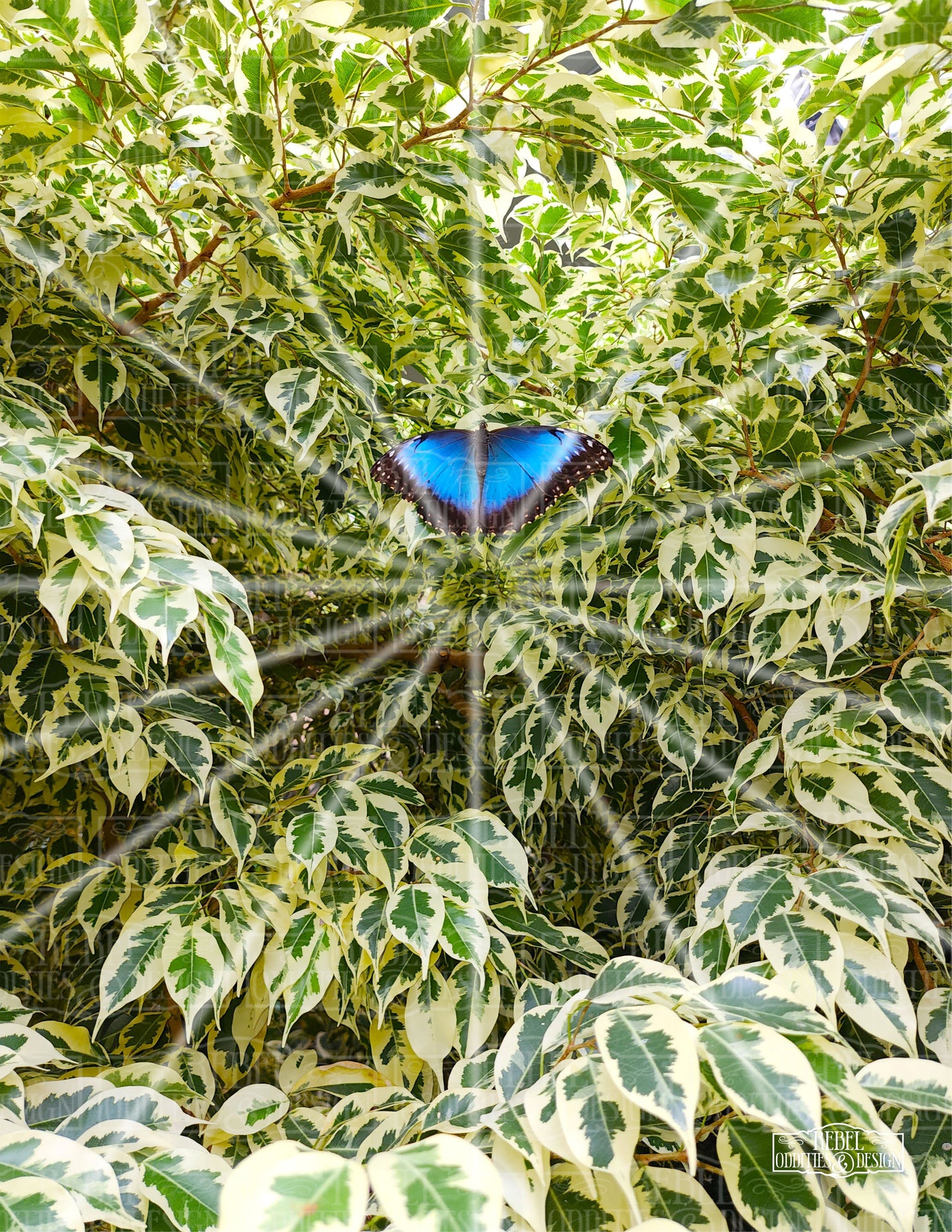 Blue Morpho