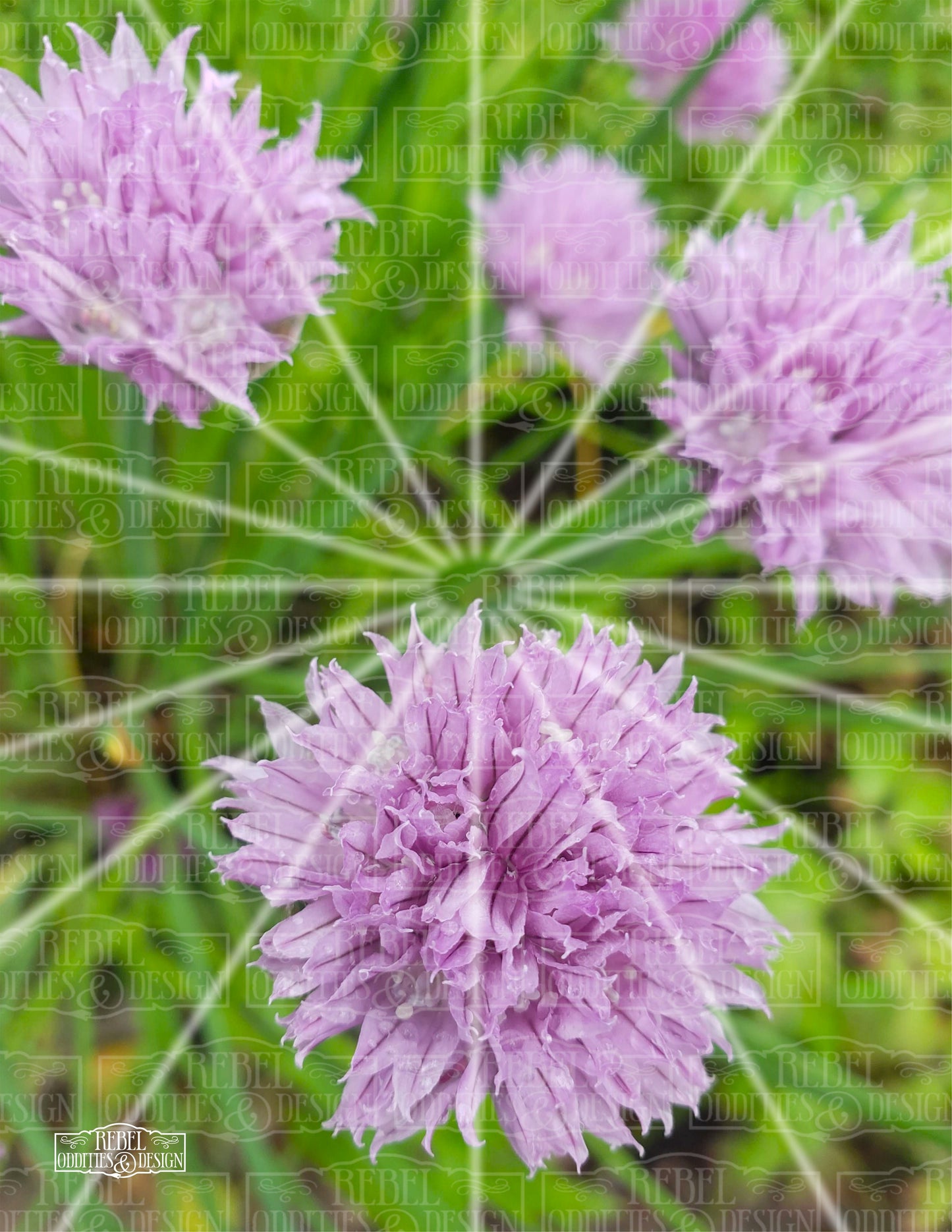 Chives