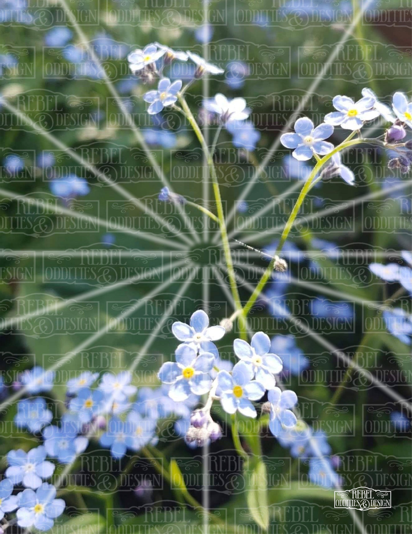 Forget Me Not