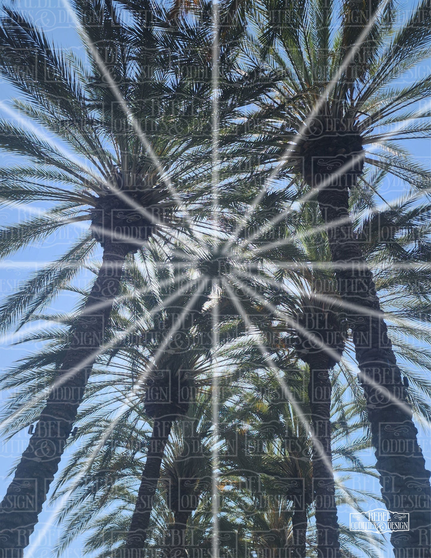 Palm Trees