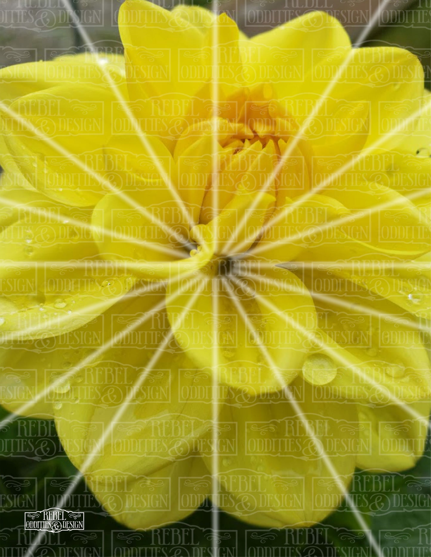 Dahlia